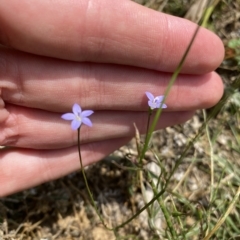 Wahlenbergia littoricola (Coast Bluebell) at Long Beach, NSW - 12 Jan 2023 by natureguy