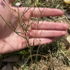 Wahlenbergia littoricola at Long Beach, NSW - 13 Jan 2023 09:30 AM