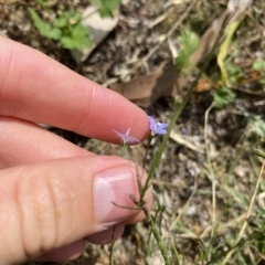 Wahlenbergia littoricola at Long Beach, NSW - 13 Jan 2023 09:30 AM