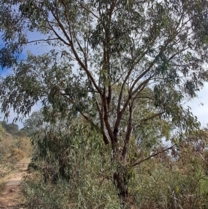 Eucalyptus goniocalyx at Mount Taylor - 17 Apr 2023