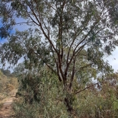 Eucalyptus goniocalyx (Bundy Box) at Pearce, ACT - 16 Apr 2023 by LPadg