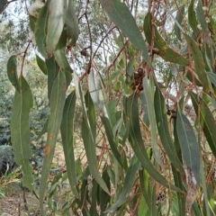 Eucalyptus goniocalyx at Mount Taylor - 17 Apr 2023
