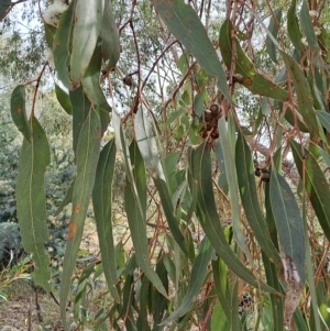 Eucalyptus goniocalyx at Mount Taylor - 17 Apr 2023 09:35 AM