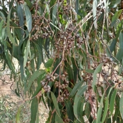 Eucalyptus goniocalyx at Mount Taylor - 17 Apr 2023