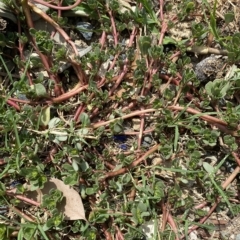 Portulaca oleracea (Pigweed, Purslane) at Long Beach, NSW - 12 Jan 2023 by natureguy