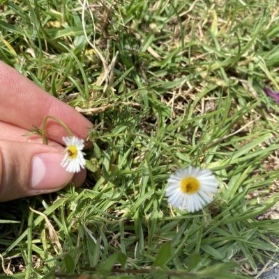 Erigeron karvinskianus (Seaside Daisy) at Long Beach, NSW - 13 Jan 2023 by natureguy