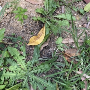 Taraxacum sp. at Long Beach, NSW - 13 Jan 2023