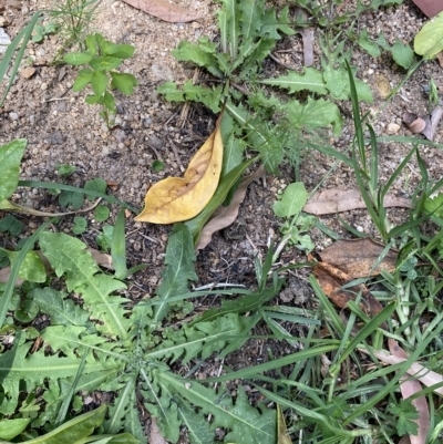 Taraxacum sp. (Dandelion) at Long Beach, NSW - 13 Jan 2023 by natureguy