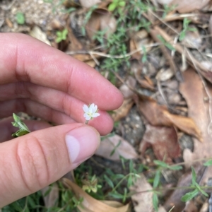 Epilobium hirtigerum at Long Beach, NSW - 13 Jan 2023 09:50 AM