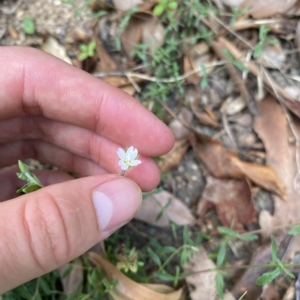 Epilobium hirtigerum at Long Beach, NSW - 13 Jan 2023