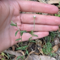 Epilobium hirtigerum at Long Beach, NSW - 13 Jan 2023