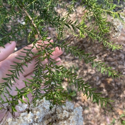 Ozothamnus diosmifolius (Rice Flower, White Dogwood, Sago Bush) at Long Beach, NSW - 13 Jan 2023 by natureguy