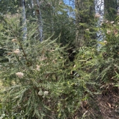 Ozothamnus diosmifolius at Long Beach, NSW - 13 Jan 2023