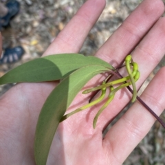 Muellerina eucalyptoides (Creeping Mistletoe) at Cullendulla Creek Nature Reserve - 13 Jan 2023 by natureguy