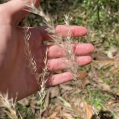 Rytidosperma (genus) (Wallaby Grass) at Long Beach, NSW - 13 Jan 2023 by natureguy