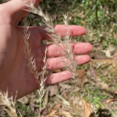 Rytidosperma sp. (Wallaby Grass) at Cullendulla Creek Nature Reserve - 13 Jan 2023 by natureguy