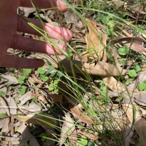 Rytidosperma sp. at Long Beach, NSW - 13 Jan 2023 10:11 AM