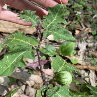 Solanum prinophyllum (Forest Nightshade) at Cullendulla Creek Nature Reserve - 13 Jan 2023 by natureguy