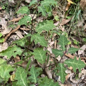 Solanum prinophyllum at Long Beach, NSW - 13 Jan 2023