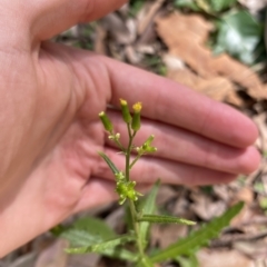 Senecio hispidulus (Hill Fireweed) at Cullendulla Creek Nature Reserve - 13 Jan 2023 by natureguy