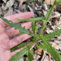 Senecio hispidulus at Long Beach, NSW - 13 Jan 2023