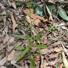 Senecio hispidulus at Long Beach, NSW - 13 Jan 2023