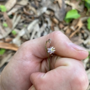 Arthropodium glareosorum at Long Beach, NSW - 13 Jan 2023 10:26 AM