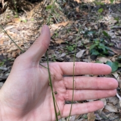 Arthropodium glareosorum at Long Beach, NSW - 13 Jan 2023