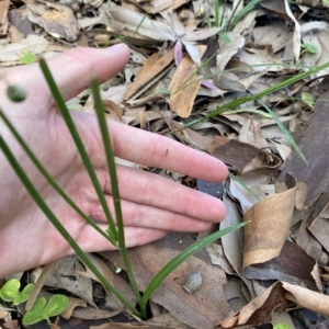 Arthropodium glareosorum at Long Beach, NSW - 13 Jan 2023 10:26 AM