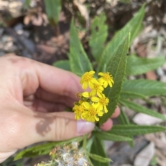 Senecio linearifolius (Fireweed Groundsel, Fireweed) at Cullendulla Creek Nature Reserve - 12 Jan 2023 by natureguy