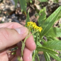 Senecio linearifolius at Long Beach, NSW - 13 Jan 2023