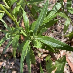 Senecio linearifolius at Long Beach, NSW - 13 Jan 2023