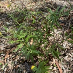 Senecio linearifolius at Long Beach, NSW - 13 Jan 2023