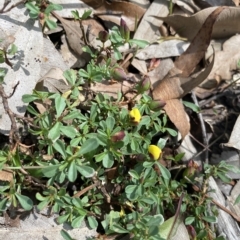 Hibbertia obtusifolia (Grey Guinea-flower) at Long Beach, NSW - 13 Jan 2023 by natureguy