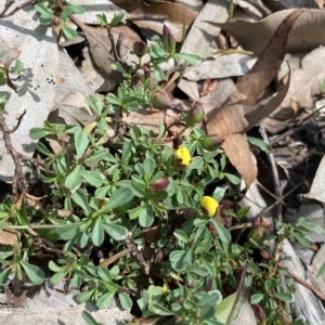 Hibbertia obtusifolia at Long Beach, NSW - 13 Jan 2023