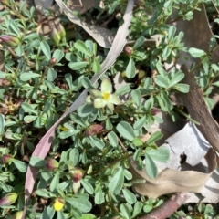 Hibbertia obtusifolia at Long Beach, NSW - 13 Jan 2023