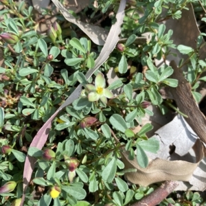 Hibbertia obtusifolia at Long Beach, NSW - 13 Jan 2023 10:36 AM