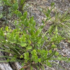 Goodenia ovata (Hop Goodenia) at Cullendulla Creek Nature Reserve - 13 Jan 2023 by natureguy