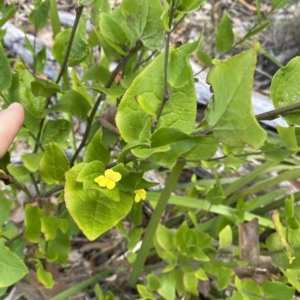 Goodenia ovata at Long Beach, NSW - 13 Jan 2023