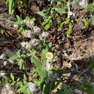 Coronidium elatum subsp. elatum (Tall Everlasting) at Long Beach, NSW - 13 Jan 2023 by natureguy