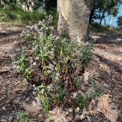 Coronidium elatum subsp. elatum at Long Beach, NSW - 13 Jan 2023