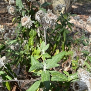 Coronidium elatum subsp. elatum at Long Beach, NSW - 13 Jan 2023
