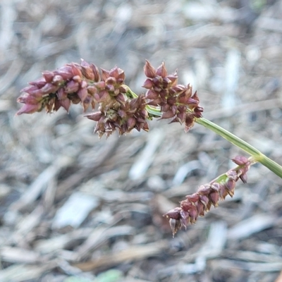 Echinochloa crus-galli at Mount Torrens, SA - 17 Apr 2023 by trevorpreston