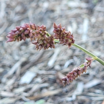 Unidentified Grass at Mount Torrens, SA - 16 Apr 2023 by trevorpreston