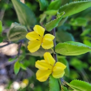 Goodenia ovata at Mount Torrens, SA - 17 Apr 2023