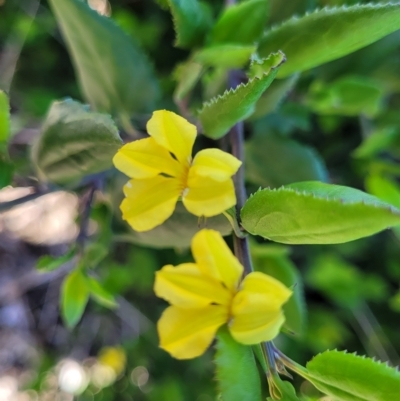 Goodenia ovata (Hop Goodenia) at Mount Torrens, SA - 16 Apr 2023 by trevorpreston