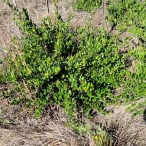 Goodenia ovata at Mount Torrens, SA - 17 Apr 2023 09:52 AM