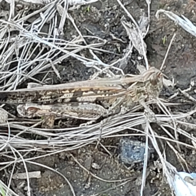 Austroicetes sp. (genus) (A grasshopper) at Mount Torrens, SA - 17 Apr 2023 by trevorpreston