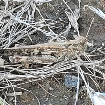 Unidentified Grasshopper (several families) at Mount Torrens, SA - 16 Apr 2023 by trevorpreston
