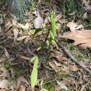 Xerochrysum bracteatum at Long Beach, NSW - 13 Jan 2023
